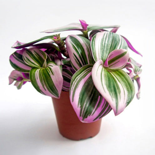 Tradescantia Nanouk - Tradescantia ‘Nanouk’ weiß blühend - Hängende Zimmerpflanzen