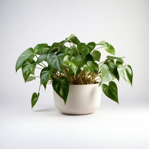 Philodendron scandens - Philodendron scandens - Philodendron