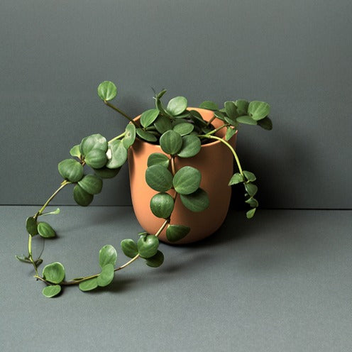 Peperomie ‘Hope’ - Bakker