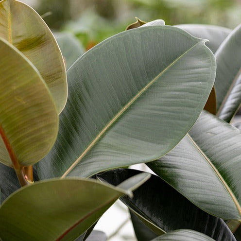 Ficus - Gummibaum Robusta - Ficus elastica Robusta