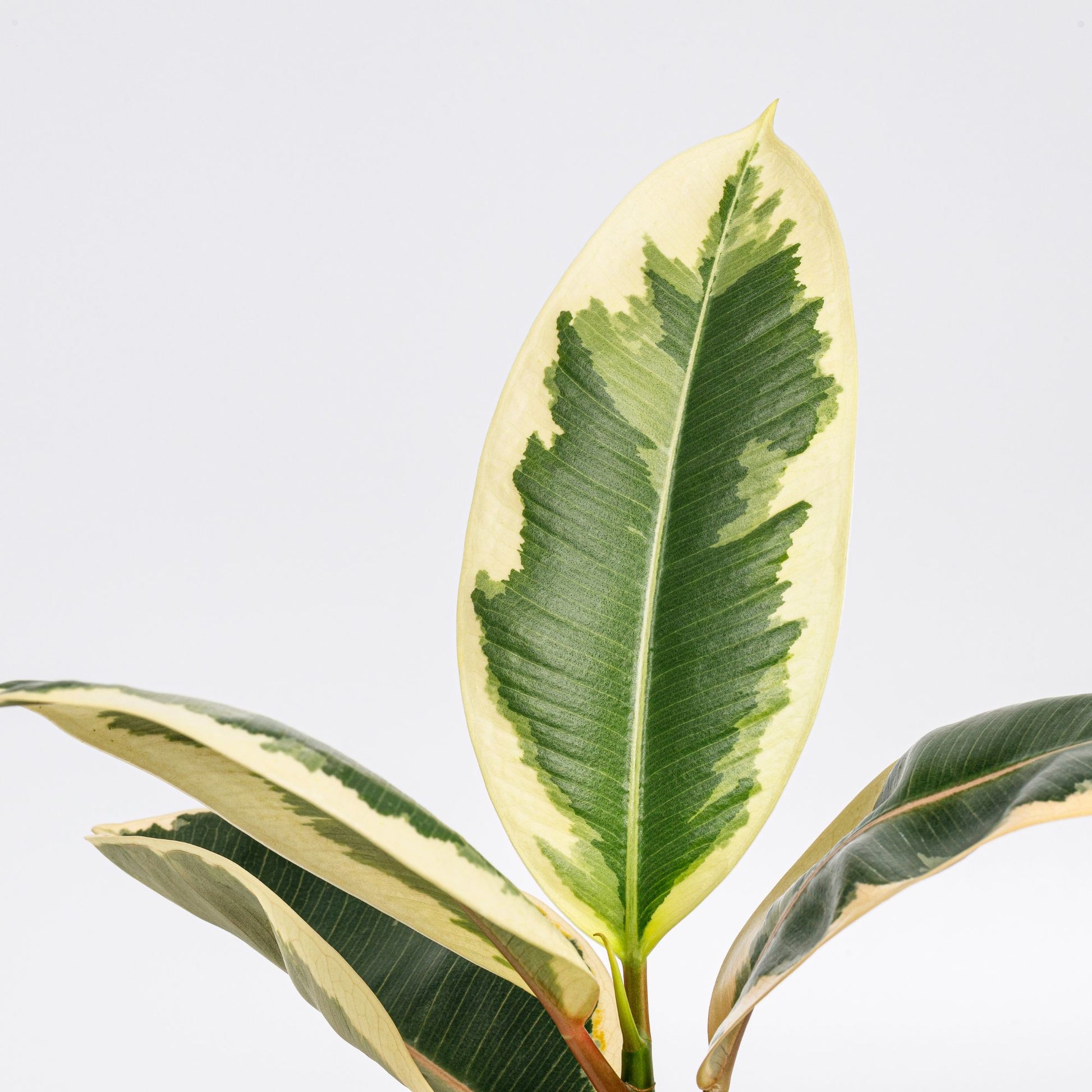 Ficus elastica Tineke - Tineke-Gummibaum - Ficus