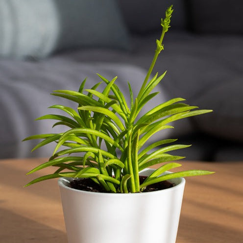 Barberton-Greiskraut - Senecio Himalaya - Bakker