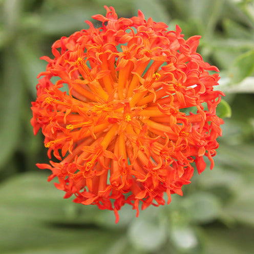 Greiskraut - Senecio cephalophorus - Bakker