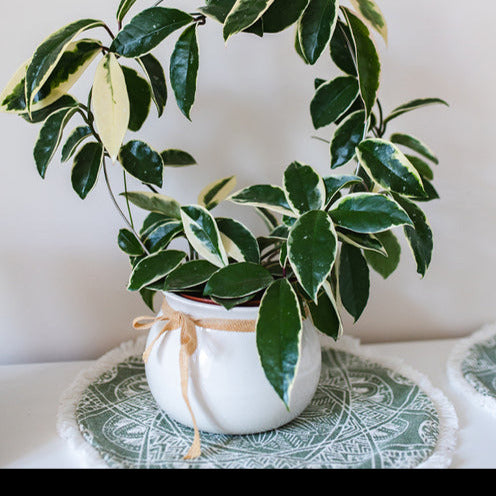 Hängende Zimmerpflanzen - Wachsblume ‘Krimson Queen’ - Hoya carnosa Krimson Queen