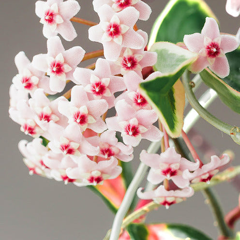 Verkauf Wachsblume ‘Krimson Queen’ - Hoya carnosa Krimson Queen