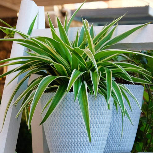 Chlorophytum - Grünlilie 'Ocean' - Chlorophytum comosum Ocean