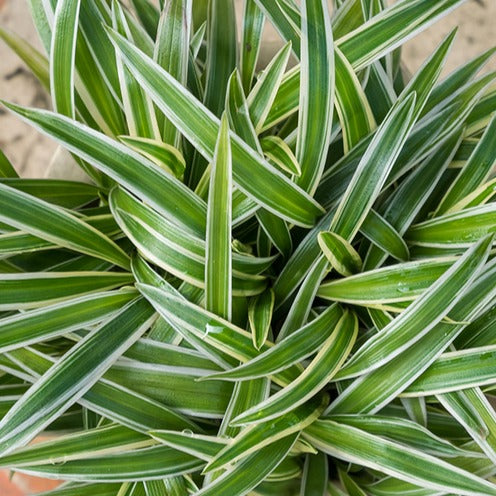 Grünlilie 'Ocean' - Chlorophytum comosum Ocean - Bakker