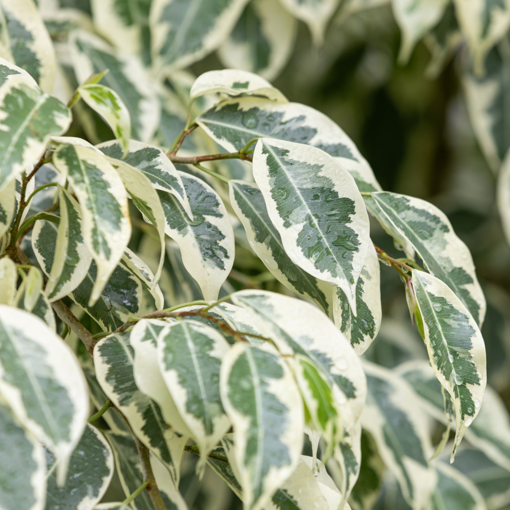 Birkenfeige 'Twilight' - Ficus benjamina Twilight - Bakker