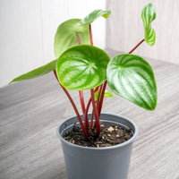 Silber-Peperomie - Peperomia argyreia - Bakker