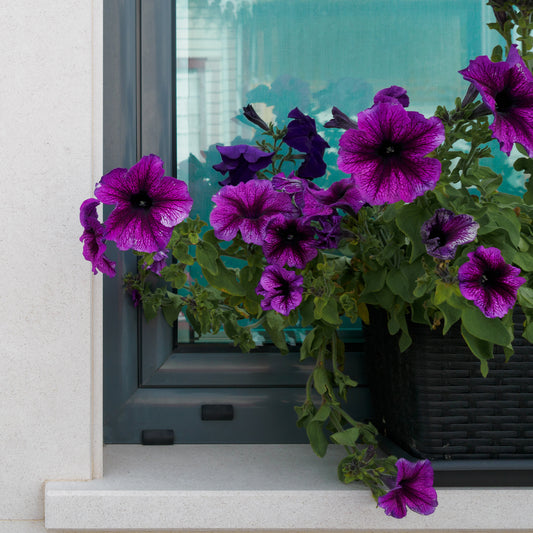 Petunien ‘Cosmic’ bicolor (x3) - Bakker