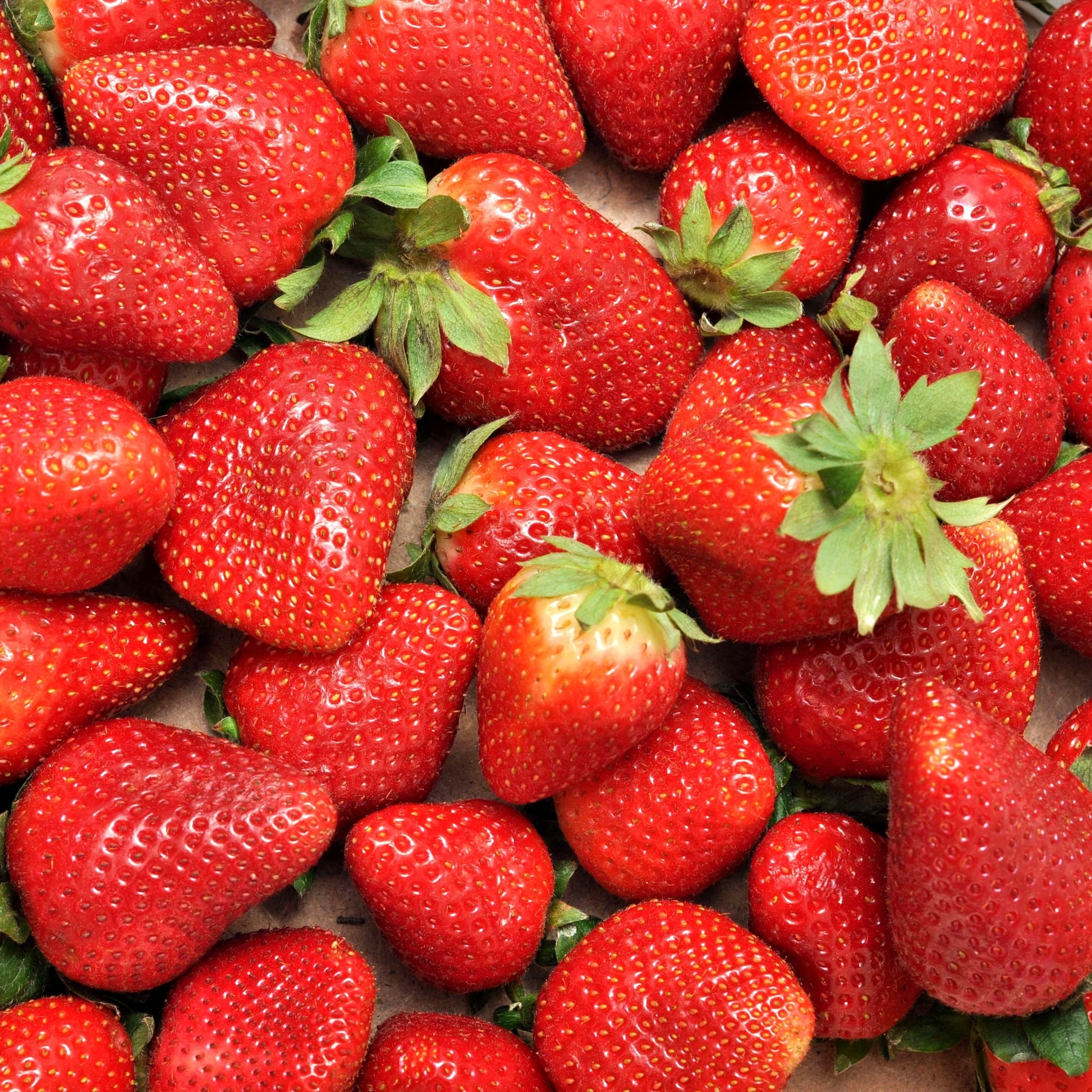 Erdbeer-Pflanze 'Charlotte' - Fragaria x ananassa Charlotte - Bakker
