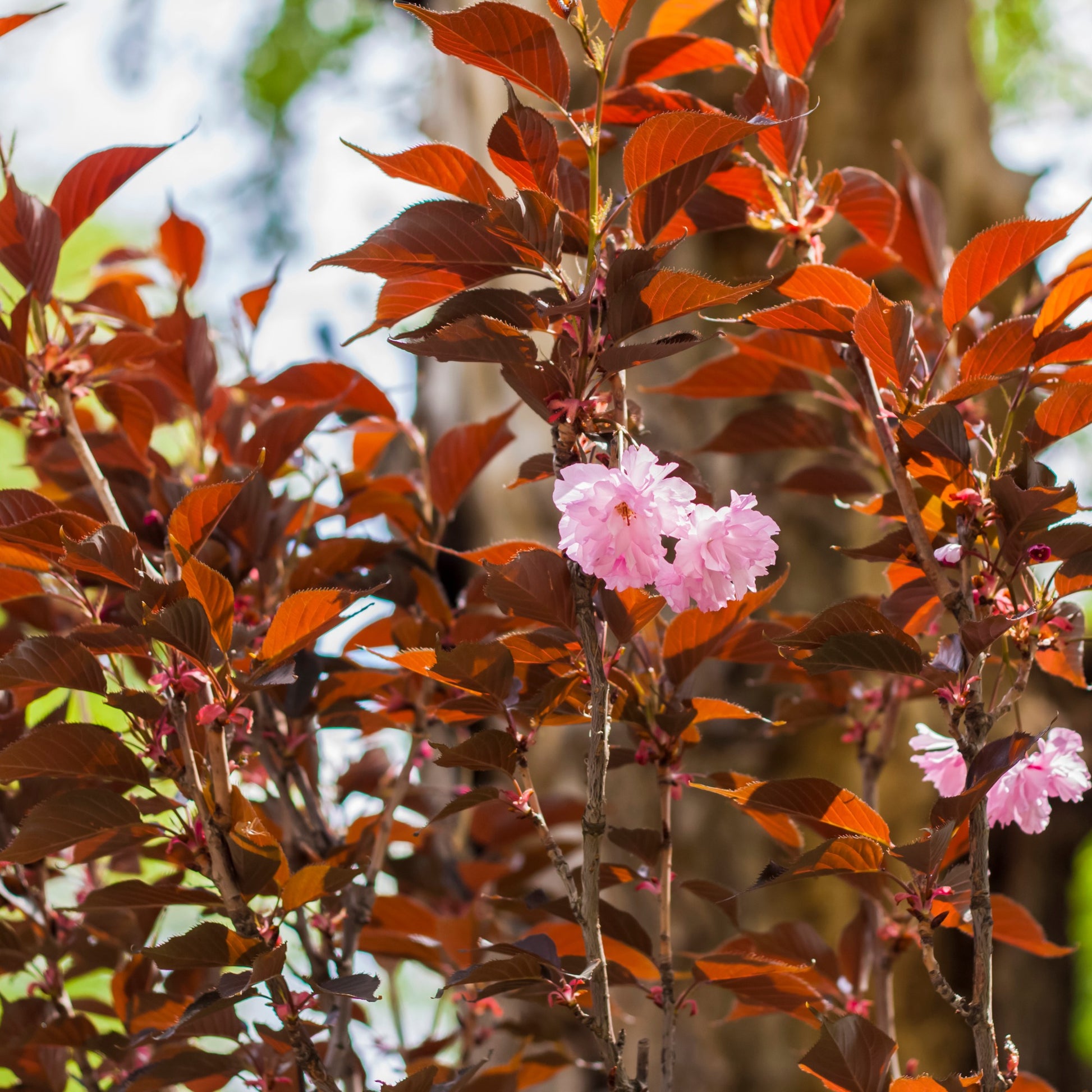Prunus serrulata Royal Burgundy - Japanische Blütenkirsche ‘Royal Burgundy’ - Japanische Kirschbäume - Prunus