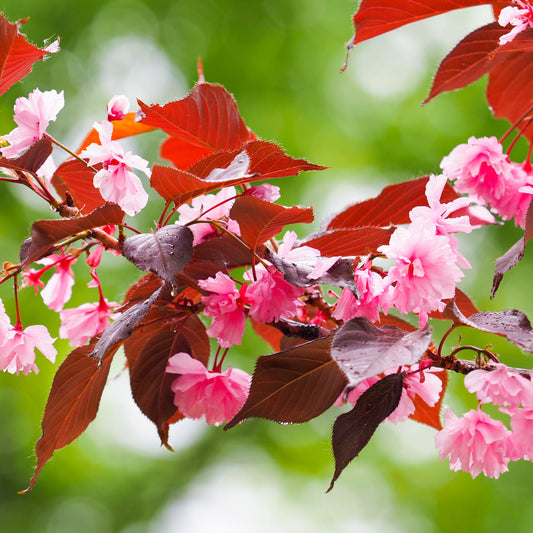 Japanische Blütenkirsche ‘Royal Burgundy’ - Bakker