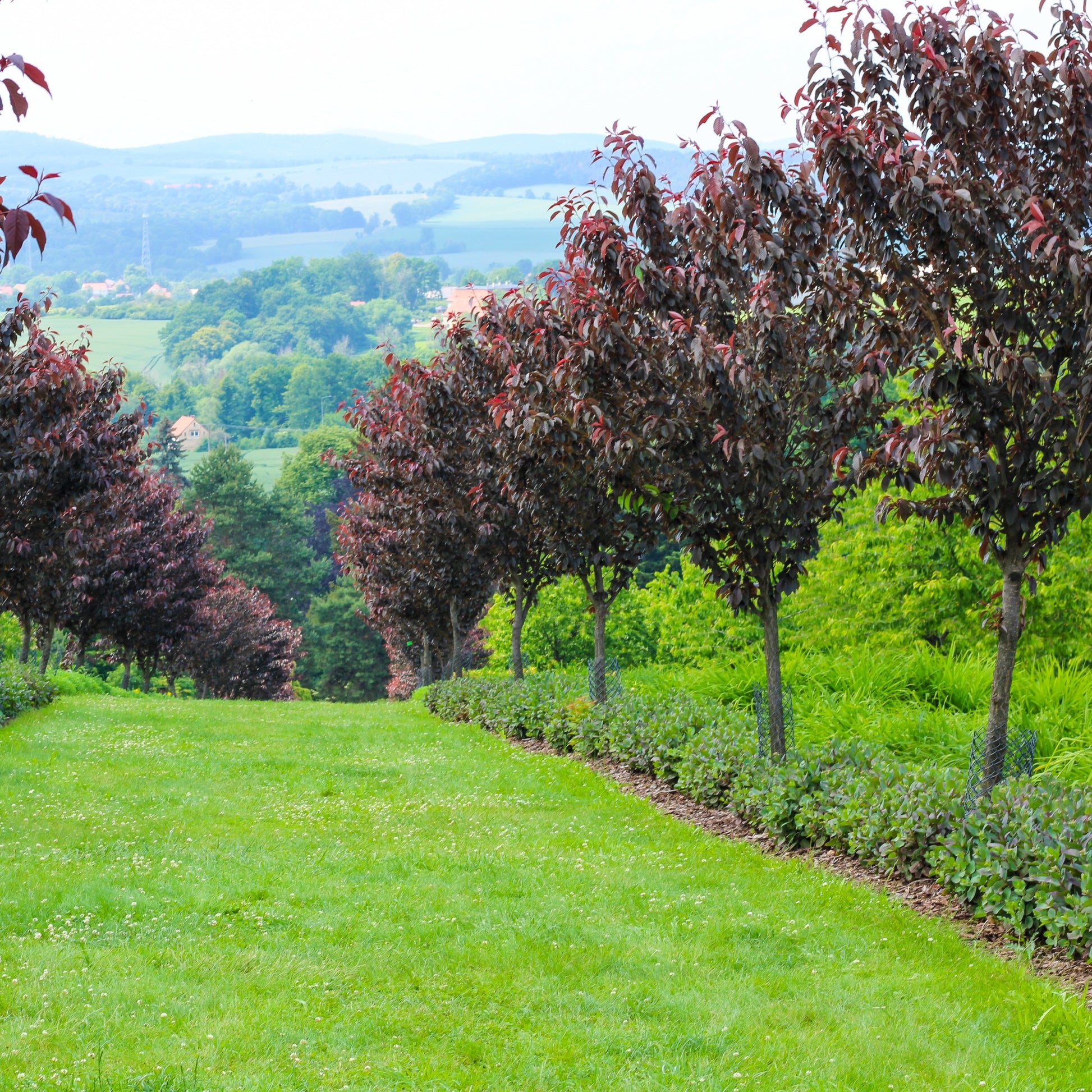 Japanische Blütenkirsche ‘Royal Burgundy’ - Prunus serrulata Royal Burgundy - Bakker