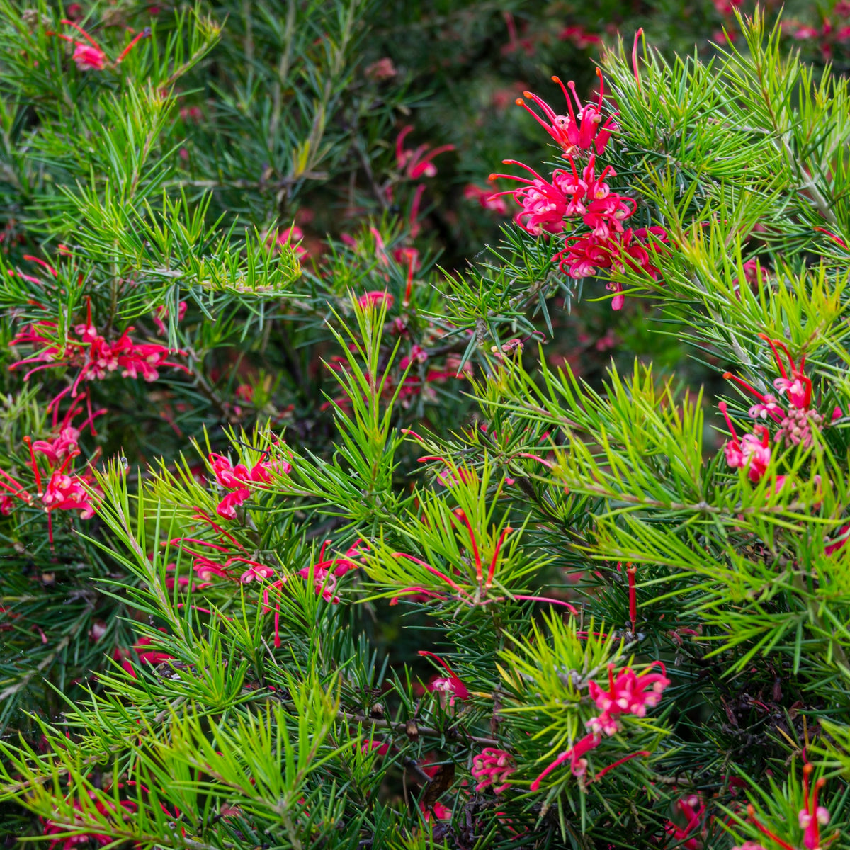Grevillea juniperina - Bakker