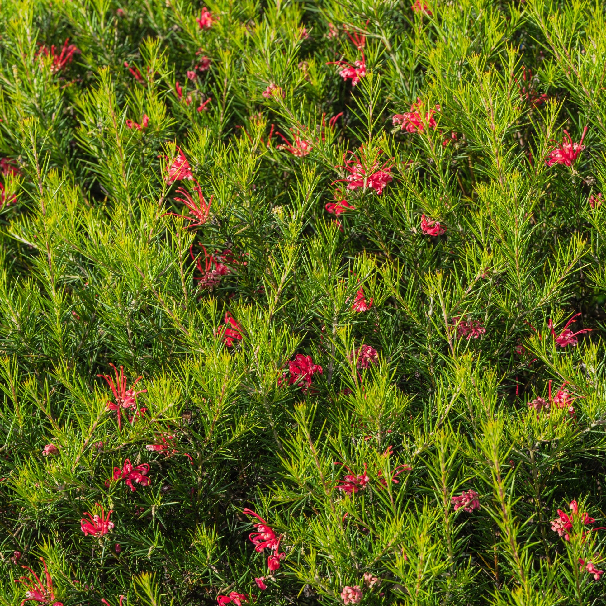 Grevillea juniperina - Grevillea juniperina - Bakker