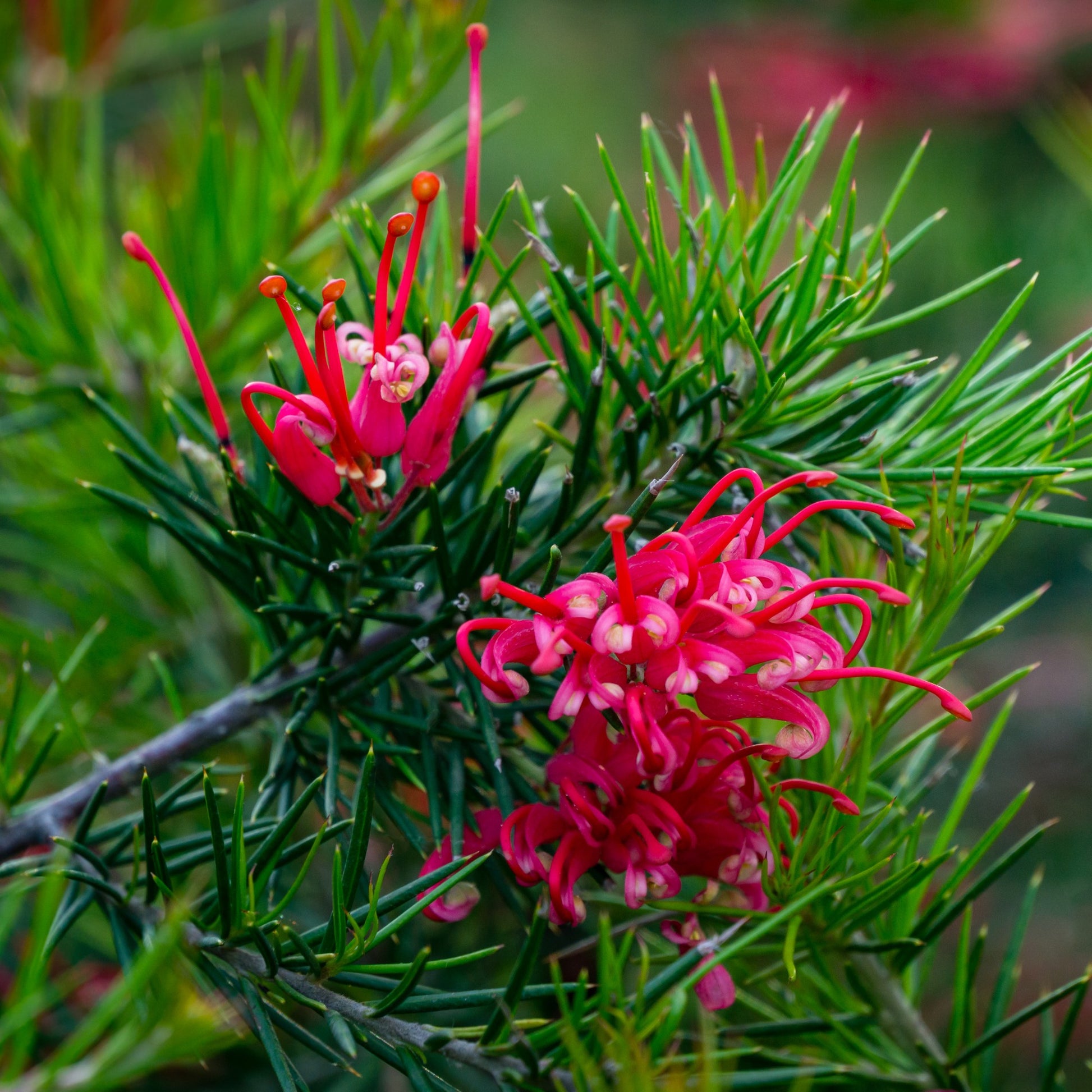 Grevillea juniperina - Grevillea juniperina - Blühende Sträucher