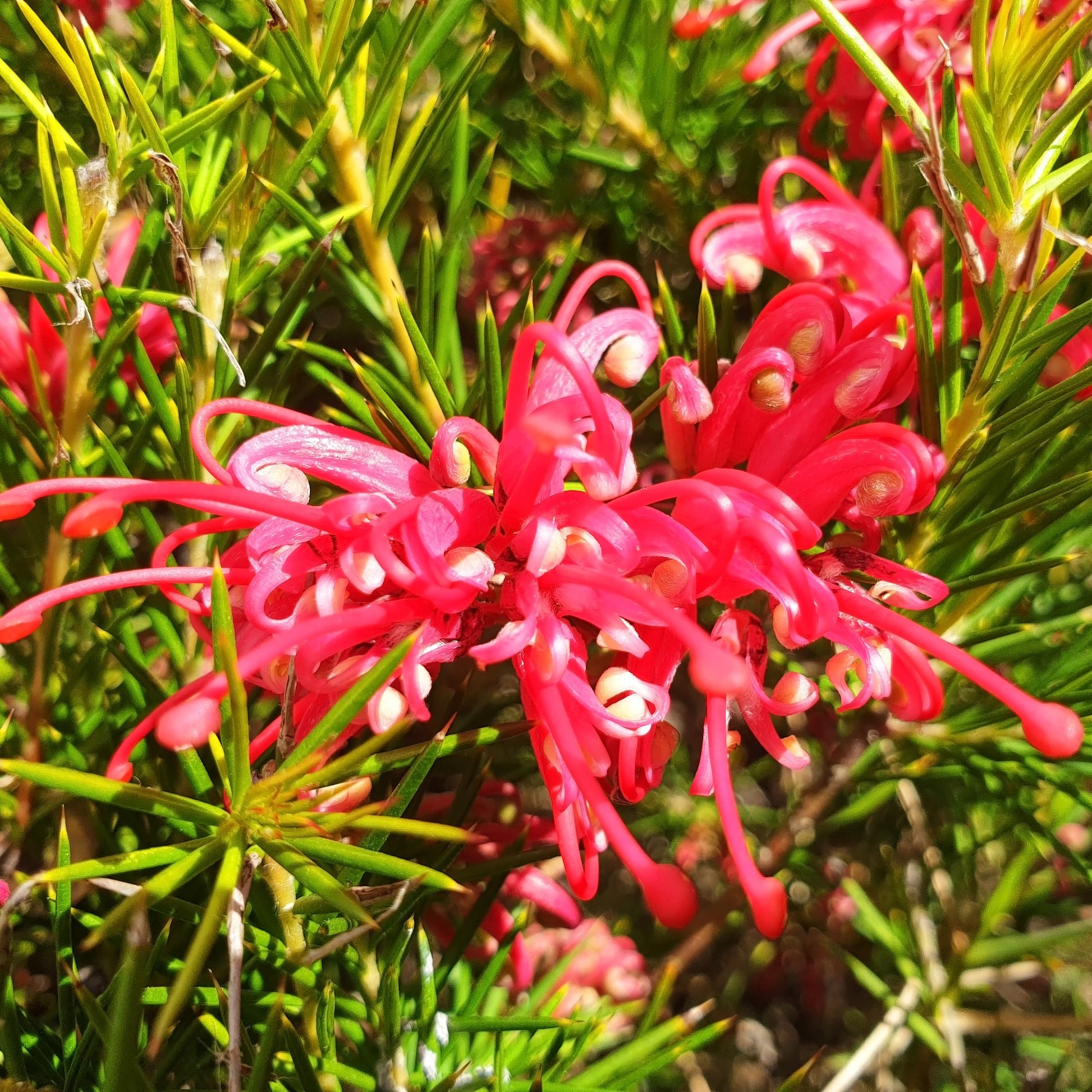 Blühende Sträucher - Grevillea juniperina - Grevillea juniperina