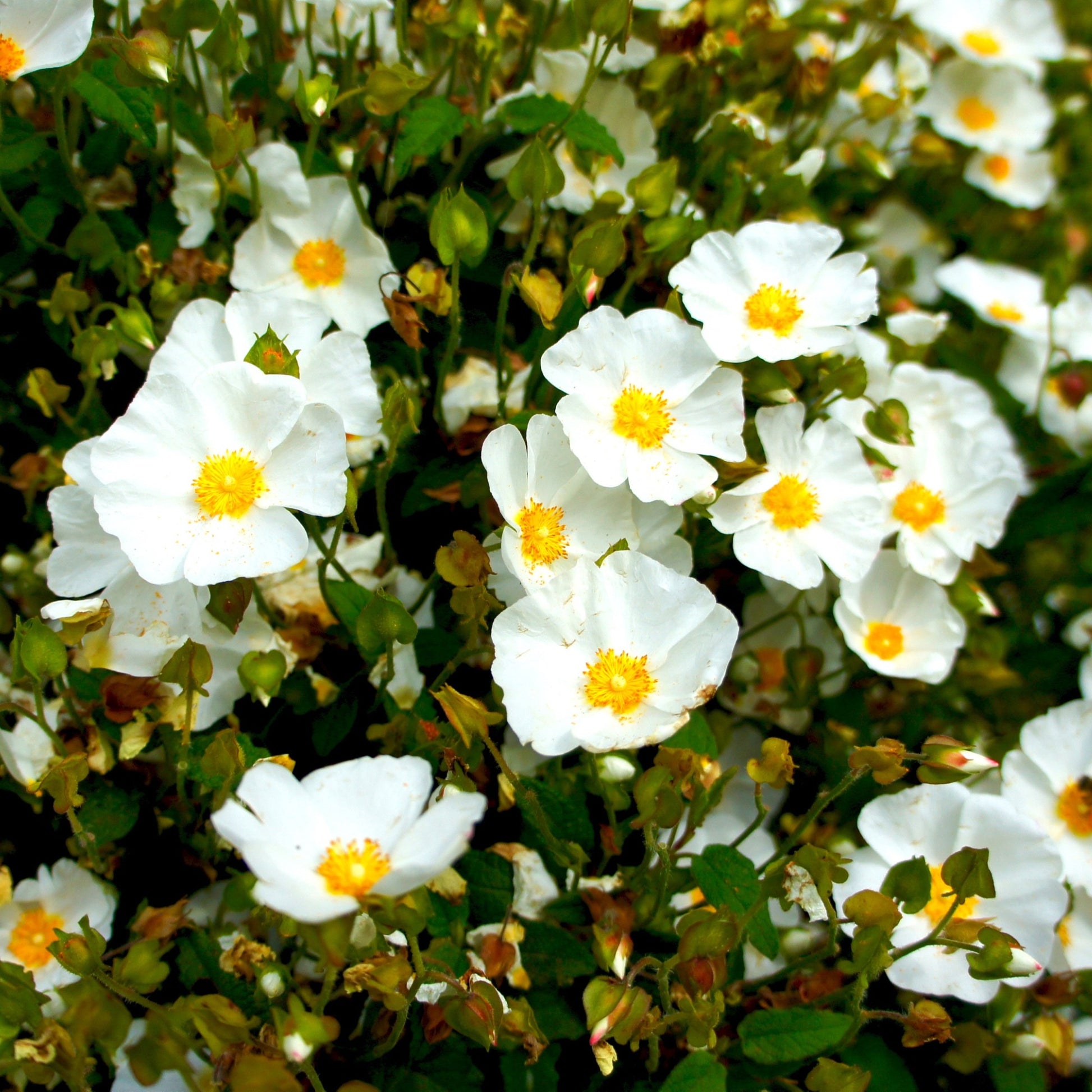 Korsische Zistrose - Cistus corbariensis - Bakker