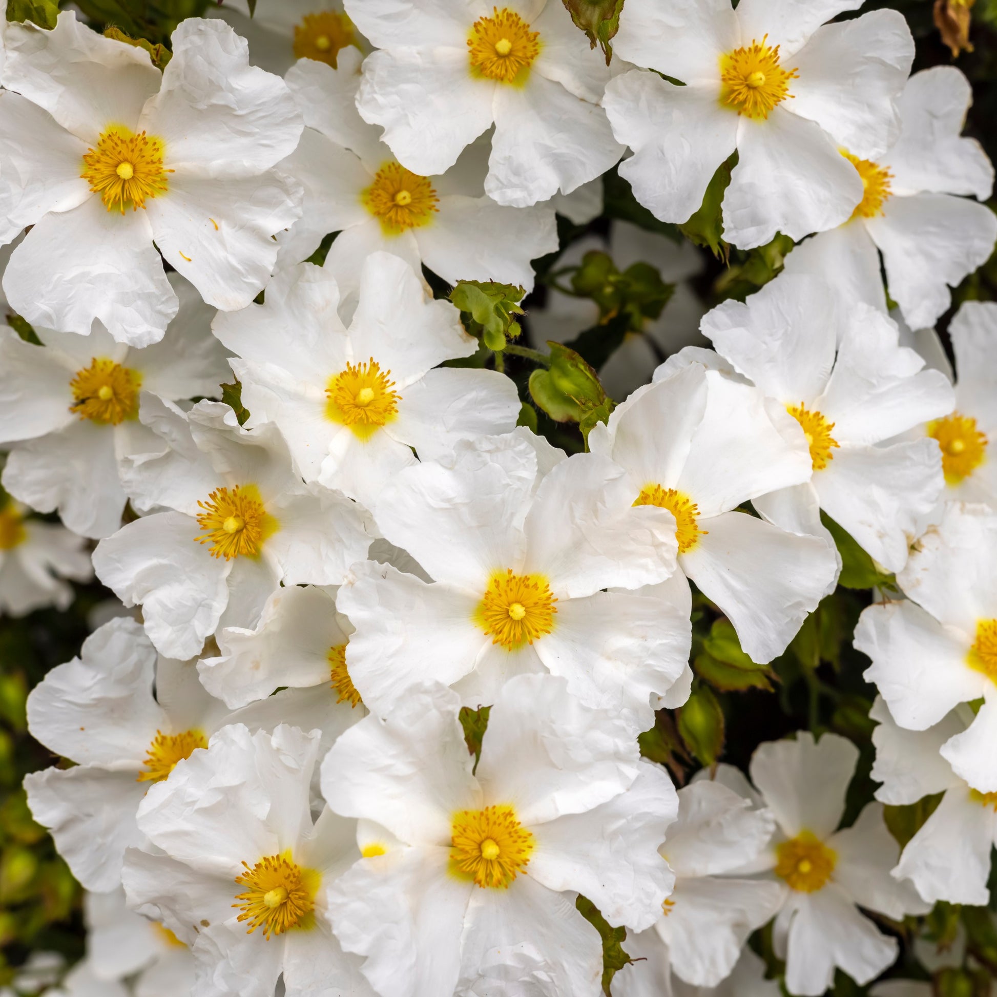 Cistus corbariensis - Korsische Zistrose - Cistus - Zistrose