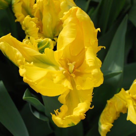 Papagei-Tulpe 'Jan van Nes' (x5) - Bakker