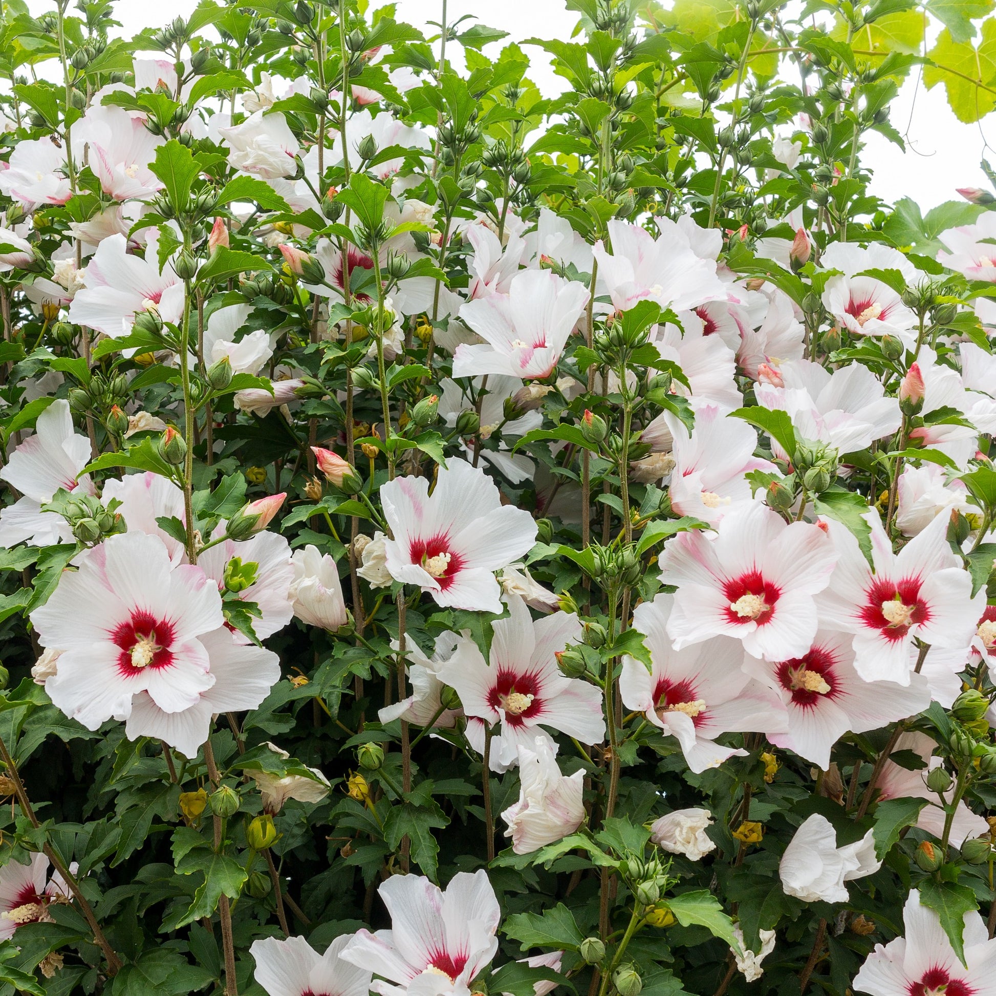 Hibiscus syriacus - Garteneibisch auf Stamm weiß-rot - Hibiskus
