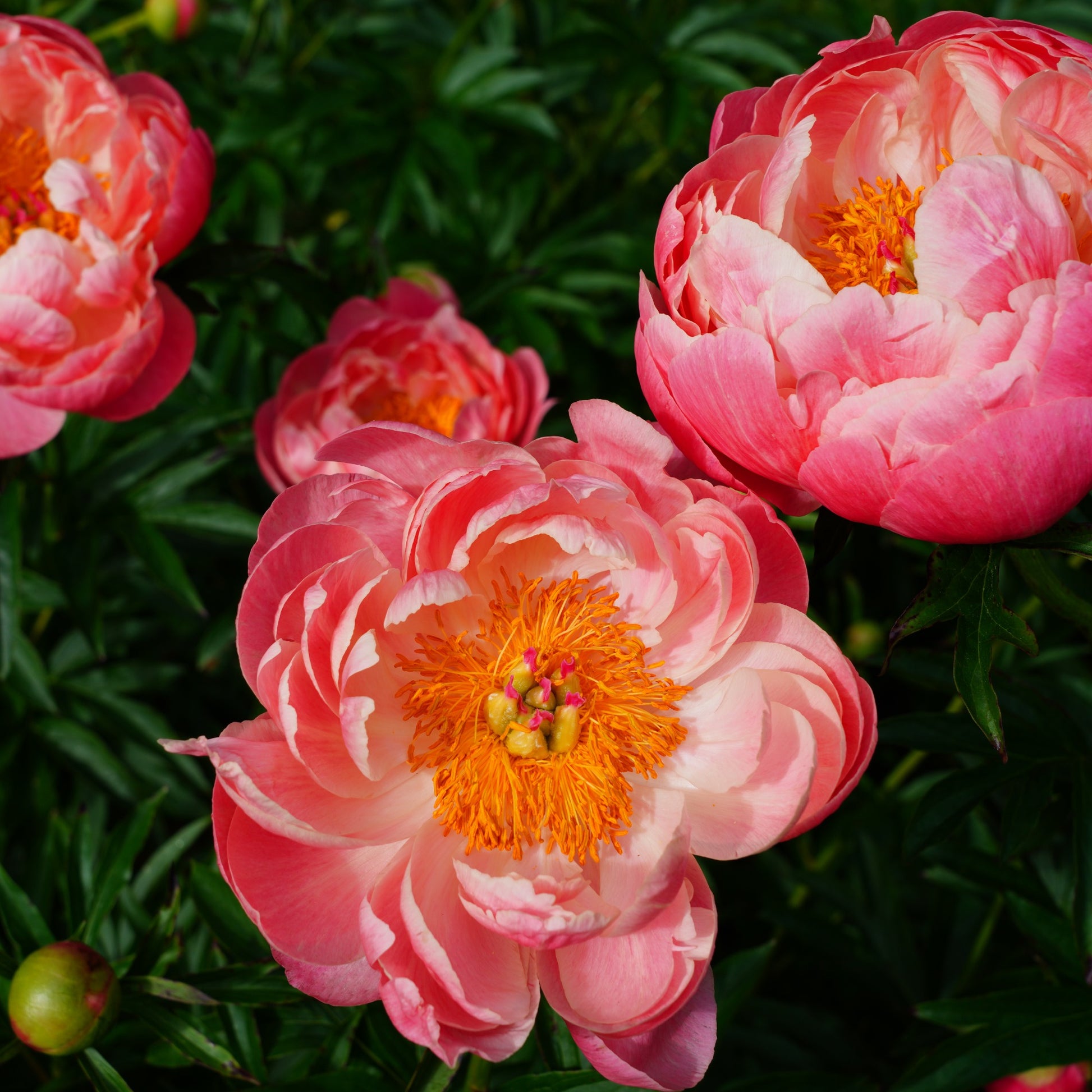 Paeonia lactiflora Coral Charm - Pfingstrose Coral Charm - Pfingstrosen