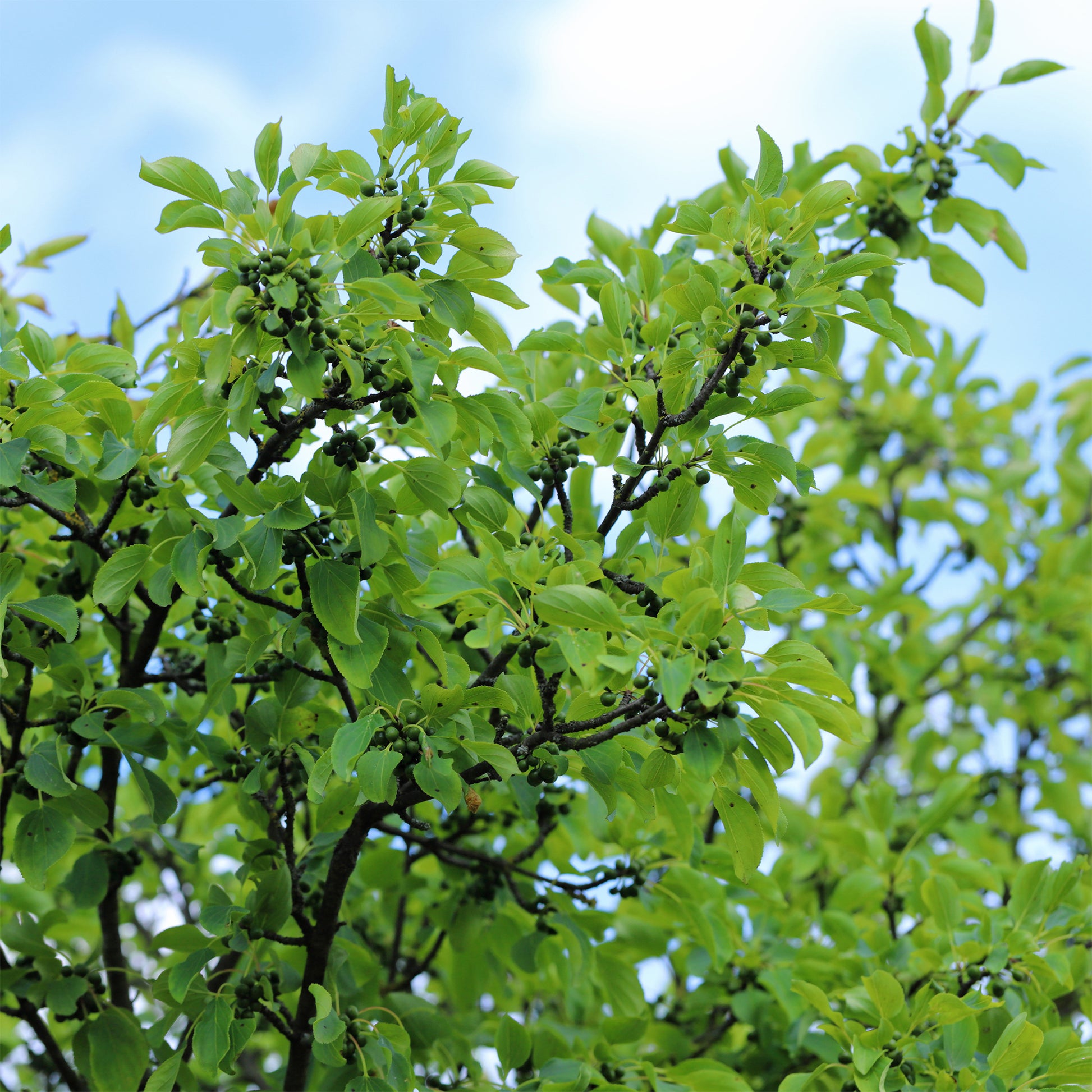 Kreuzdorn - Rhamnus cathartica - Bakker