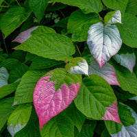 Actinidia kolomikta - Buntlaubige Zierkiwi - Kletterpflanzen