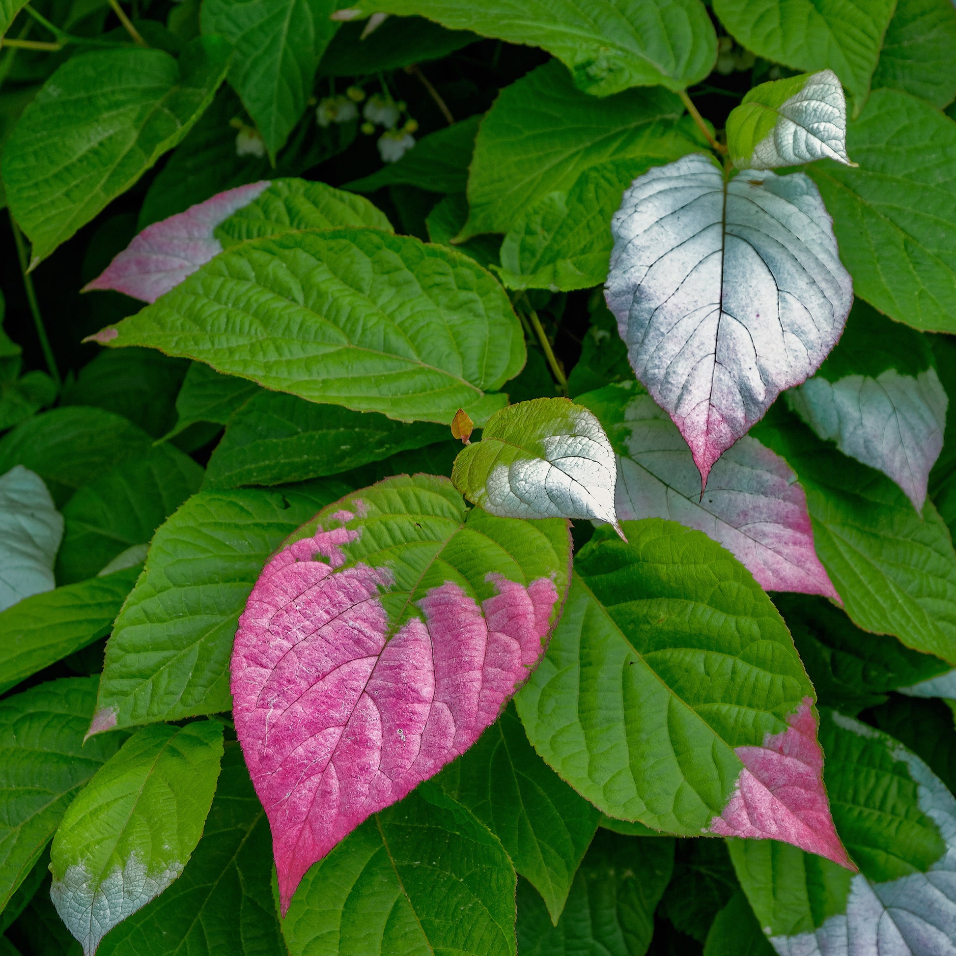 Actinidia kolomikta - Buntlaubige Zierkiwi - Kletterpflanzen