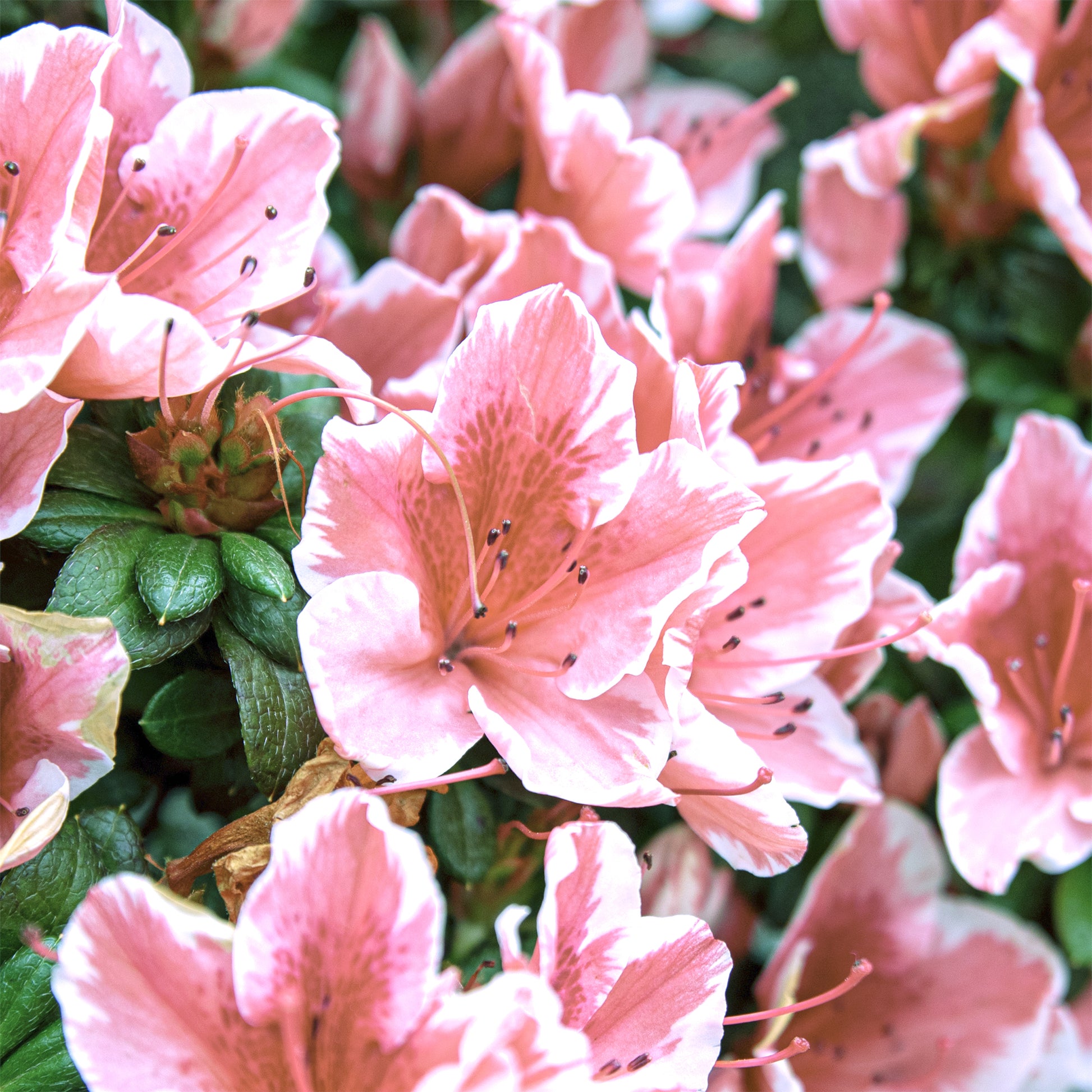 Rhododendron Encore® Sunburst - Japanische Azalee ‘Encore Sunburst’® - Azaleen
