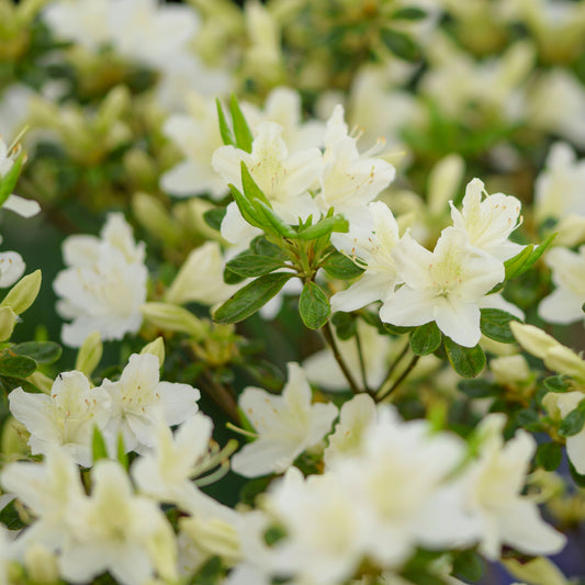 Japanische Azalee White Surprise - Bakker