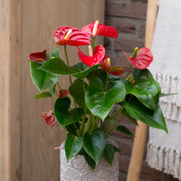 Anthurium Royal Champion - Rote Flamingoblume / Anthurium red - Blühende Zimmerpflanzen