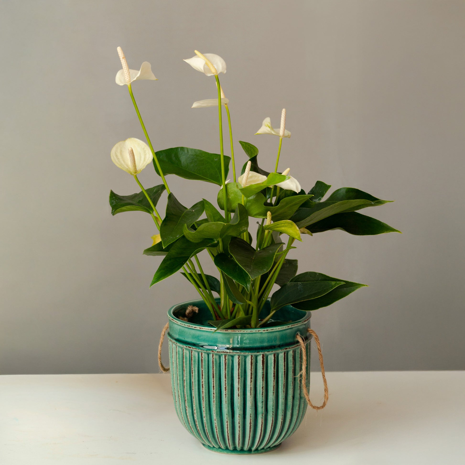 Anthurium White Champion - Weiße Flamingoblume /Anthurium white - Blühende Zimmerpflanzen