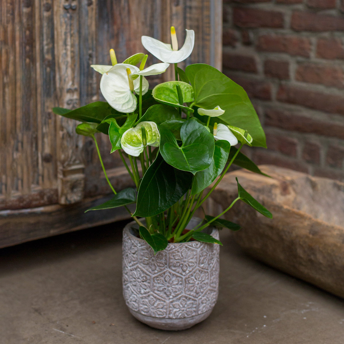 Weiße Flamingoblume /Anthurium white - Bakker