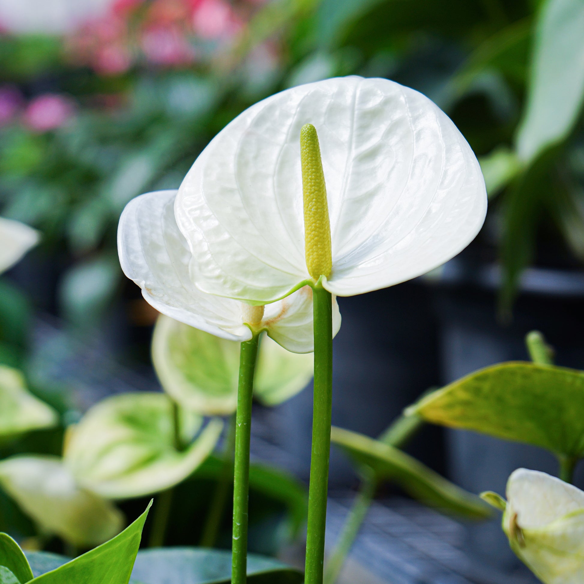 Weiße Flamingoblume /Anthurium white - Anthurium White Champion - Bakker