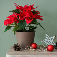Euphorbia pulcherrima red - Rote Poinsettia - Blühende Zimmerpflanzen