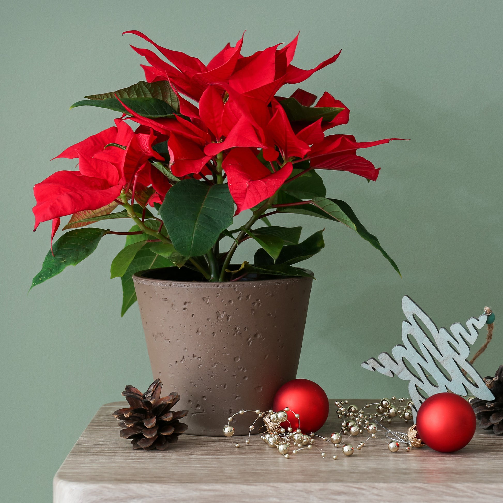 Euphorbia pulcherrima red - Rote Poinsettia - Blühende Zimmerpflanzen