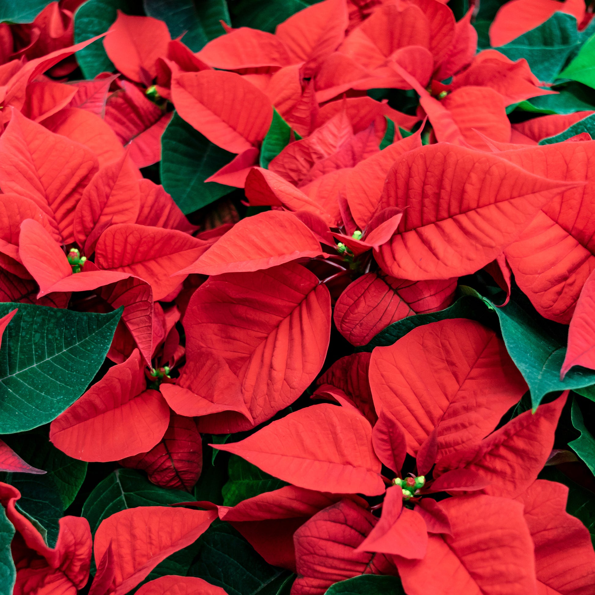 Rote Poinsettia - Euphorbia pulcherrima red - Bakker