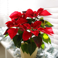 Blühende Zimmerpflanzen - Rote Poinsettia - Euphorbia pulcherrima red