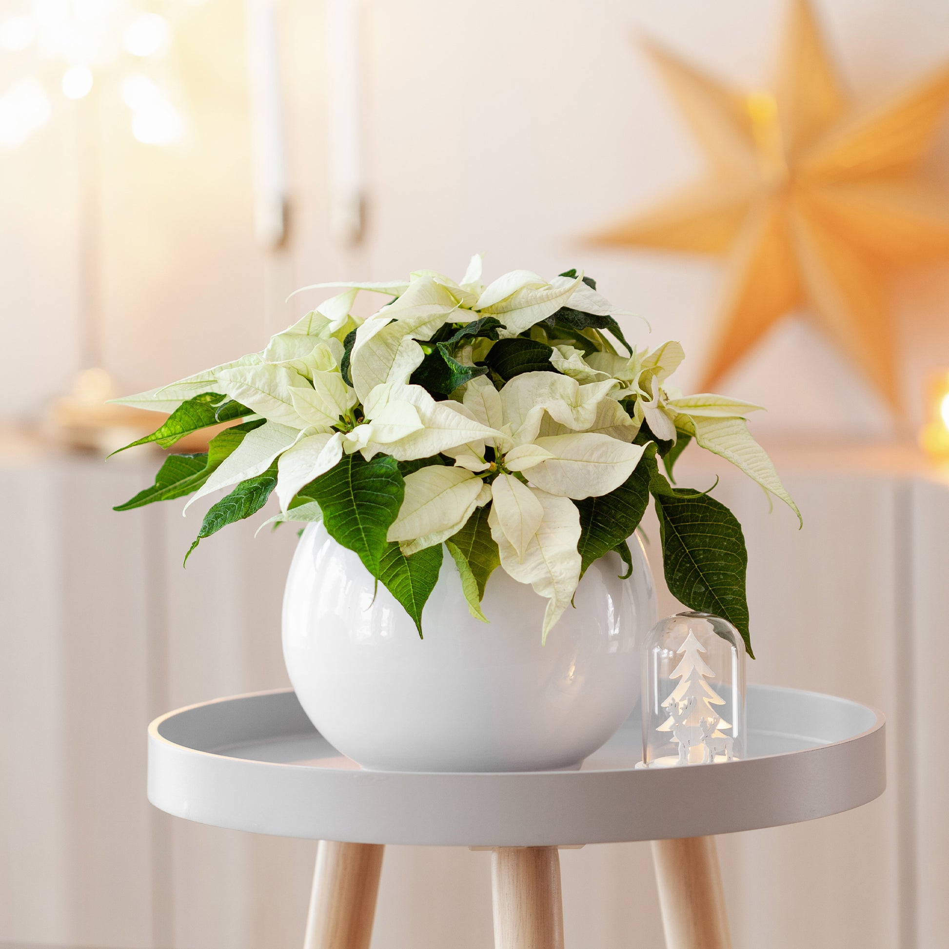 Euphorbia pulcherrima white - Weiße Poinsettia - Blühende Zimmerpflanzen