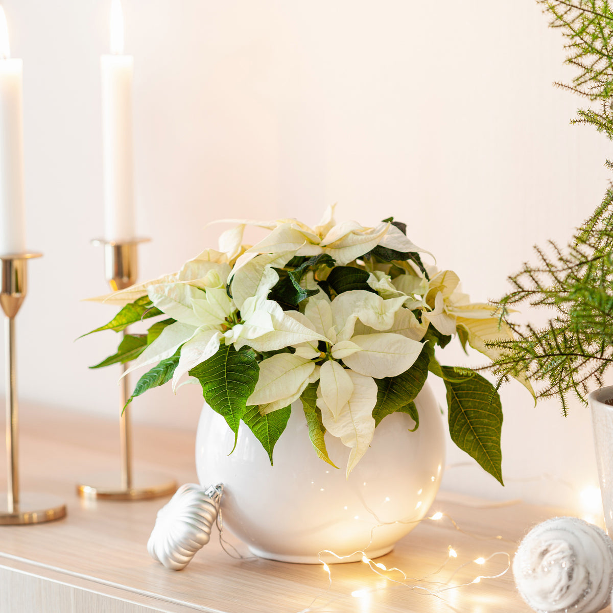 Weiße Poinsettia - Bakker