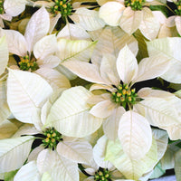 Weiße Poinsettia - Euphorbia pulcherrima white - Bakker