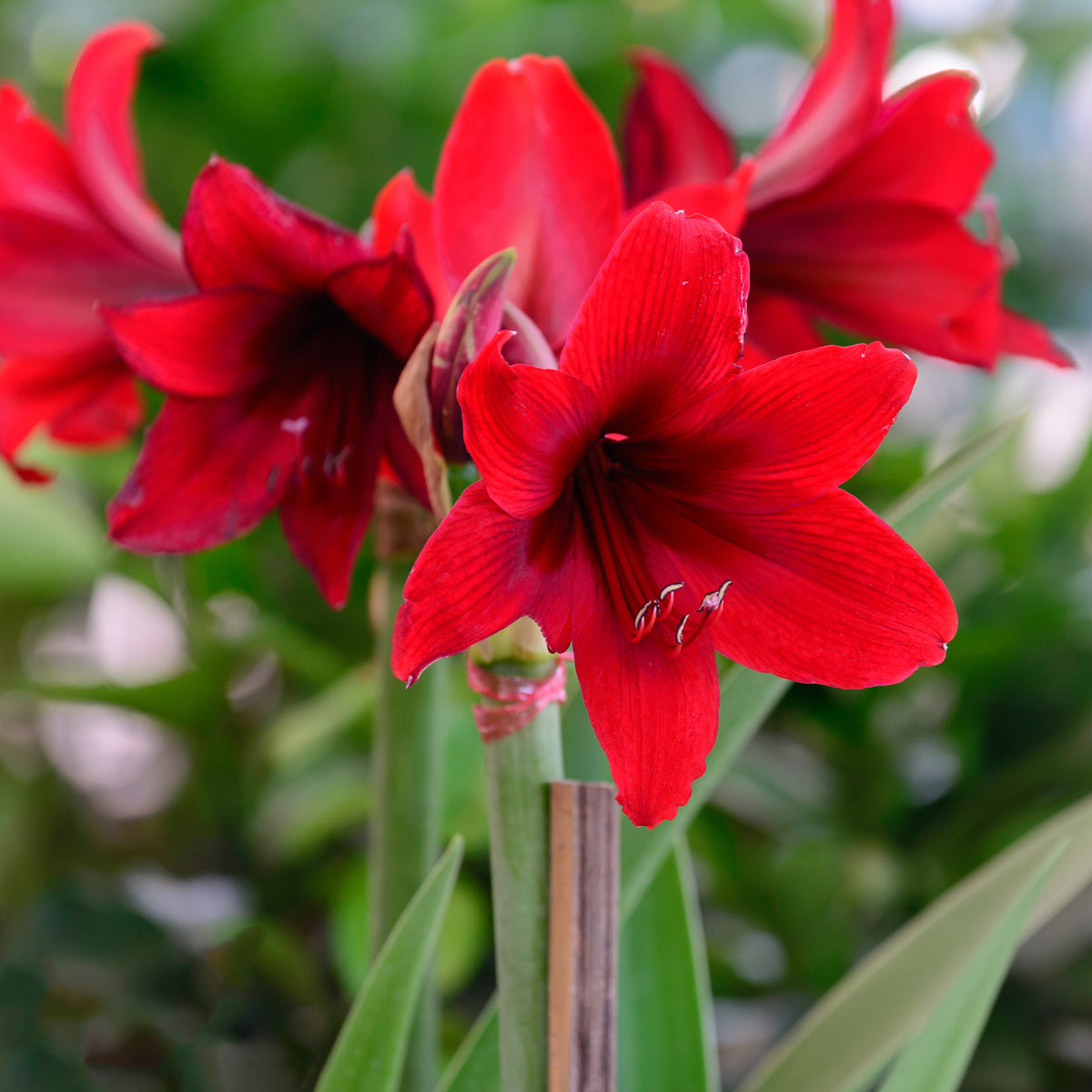 Amaryllis Gloss Silver - Wachs Amaryllis  Gloss Silver - Amaryllis in Wachs