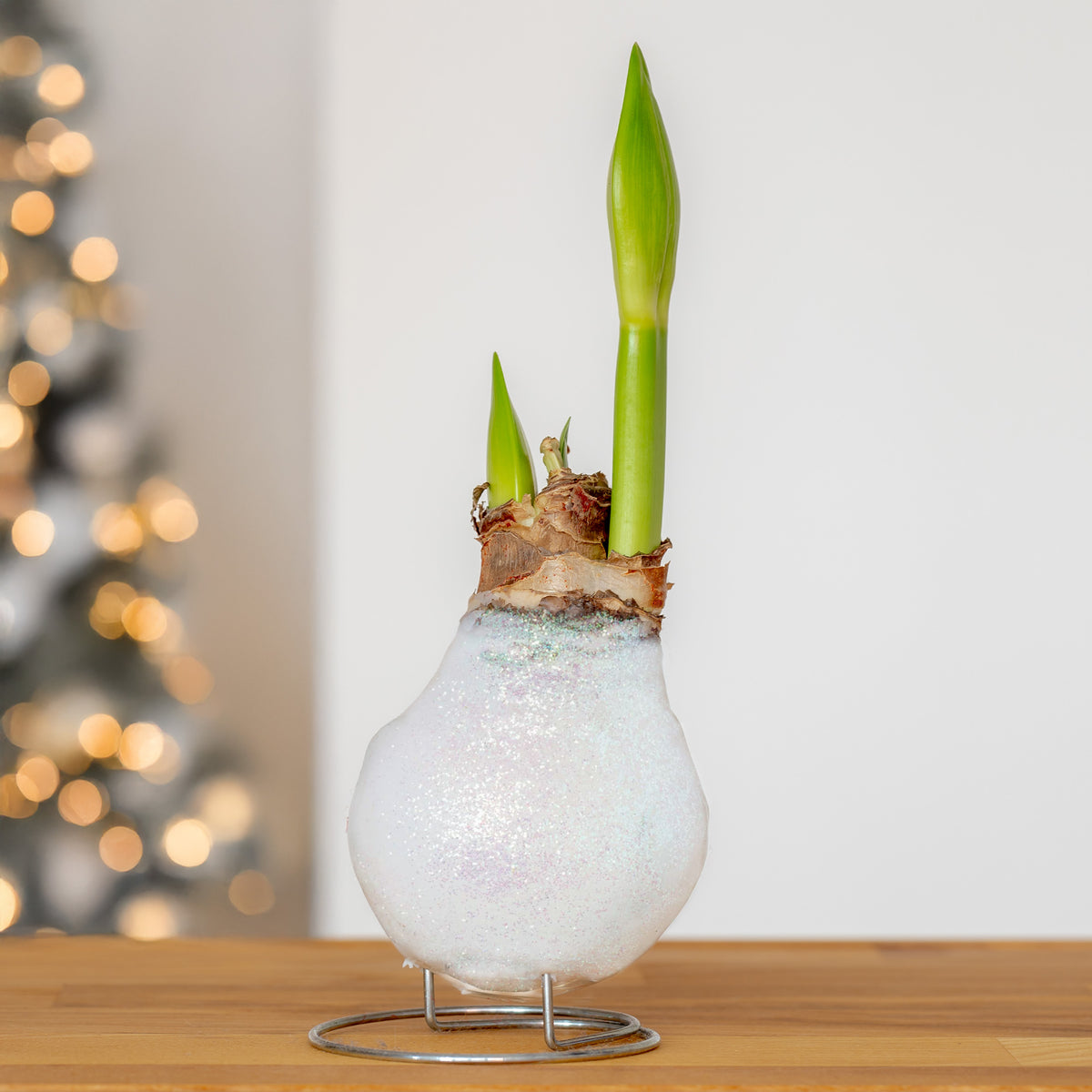 Wachs Amaryllis Magic White - Bakker