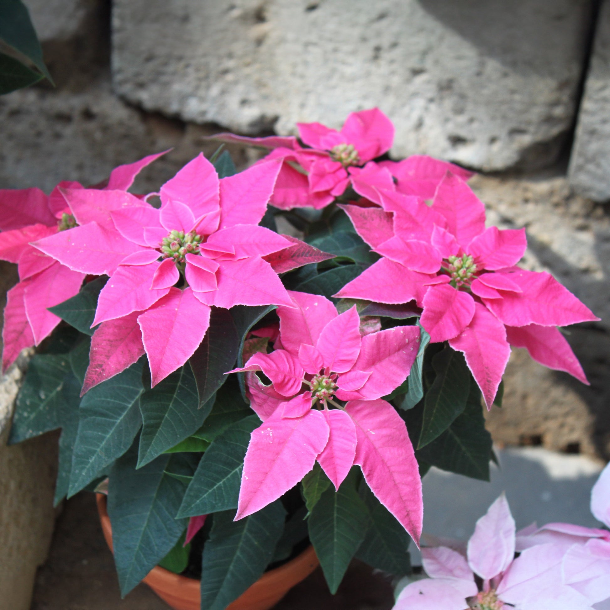 Euphorbia pulcherrima pink - Rosa Poinsettia - Blühende Zimmerpflanzen