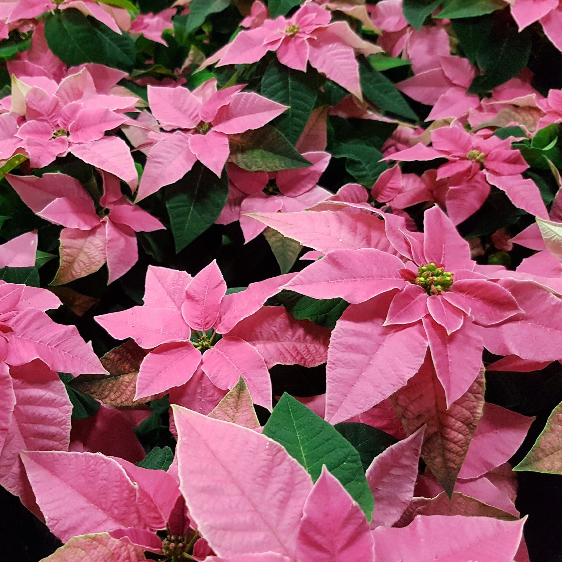Rosa Poinsettia - Euphorbia pulcherrima pink - Bakker