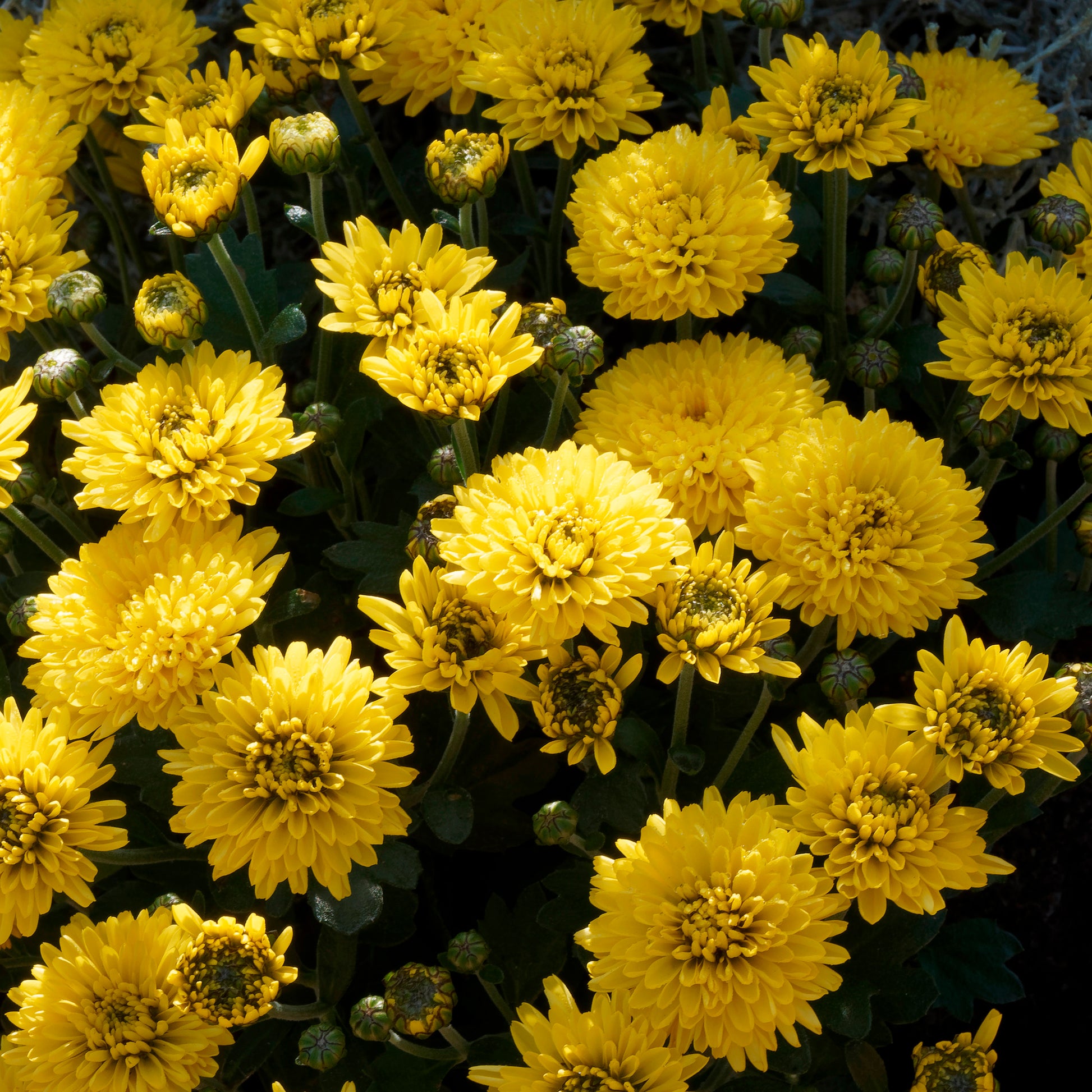 Chrysantheme Gelb/Orange - Chrysanthemum indicum - Bakker