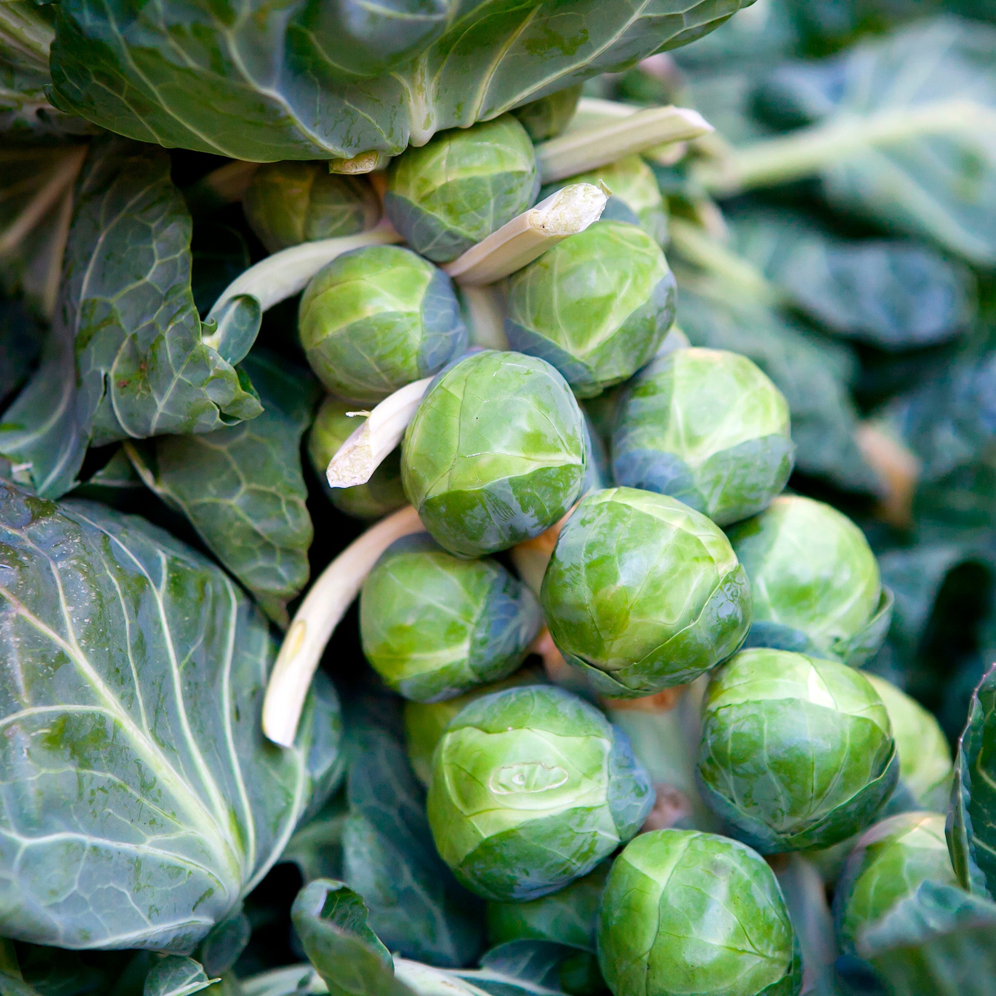 Rosenkohl ‘De Rosny’ - Brassica oleracea gemmifera De Rosny - Bakker