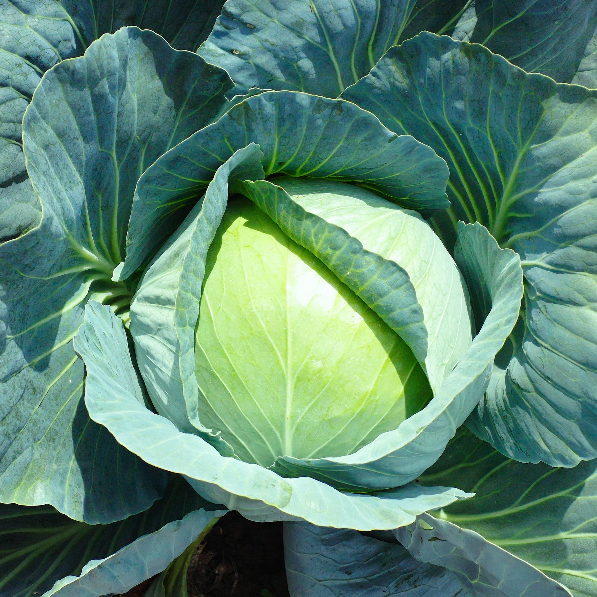 Samen für Kohl - Weißkohl Vestri F1 - Brassica oleracea capitata vestri f1